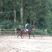 Anden særlig race Donna Nøddelund (død)