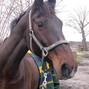 Anden særlig race Donna Nøddelund (død)