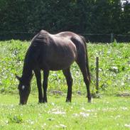 Dansk Varmblod Stjerne