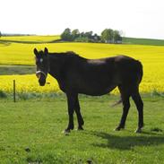 Dansk Varmblod Stjerne