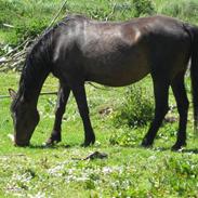 Dansk Varmblod Stjerne