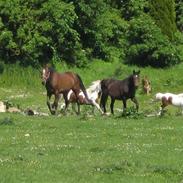 Dansk Varmblod Stjerne