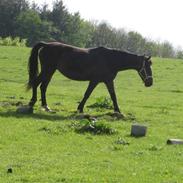 Dansk Varmblod Stjerne