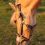 Fjordhest Ulla *sov godt*