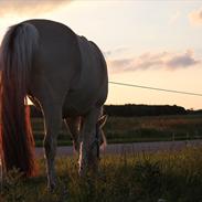 Fjordhest Ulla *sov godt*