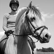 Fjordhest Ulla *sov godt*