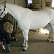 Anden særlig race Junker :)