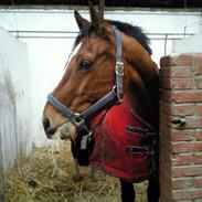 Dansk Varmblod Solos Action -R.I.P.