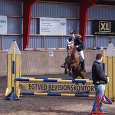 Tysk Sportspony Cassy 