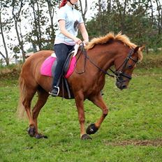 Tysk Sportspony Cassy 