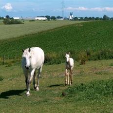 Anden særlig race Lady <3