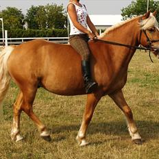 Haflinger Charlie