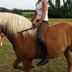 Haflinger Charlie