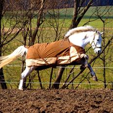 Connemara Hesselholts Casano B-pony