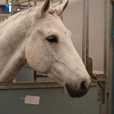 Connemara Hesselholts Casano B-pony