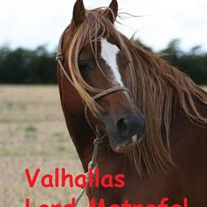Welsh Cob (sec D) Valhallas Lord Matrafal