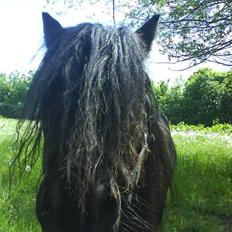 Shetlænder Robin - SOLGT!