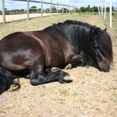 Shetlænder Robin - SOLGT!