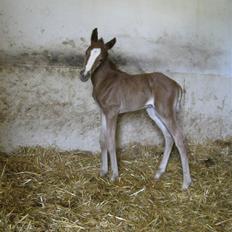Dansk Varmblod Kokholm´s Donna Weltic