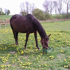 Dansk Varmblod Fire walker *RIP'