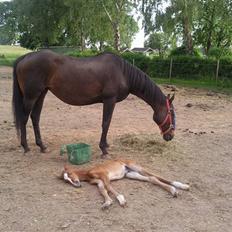 Dansk Varmblod Fire walker *RIP'