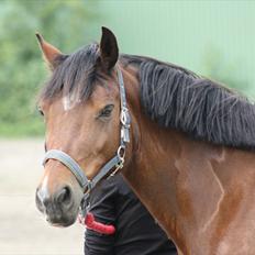 Welsh Cob (sec D) » Rytterbjergets Undine 