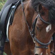 Welsh Cob (sec D) » Rytterbjergets Undine 