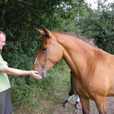 Anden særlig race Nikita af Hedelykke