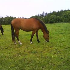 Anden særlig race Nikita af Hedelykke