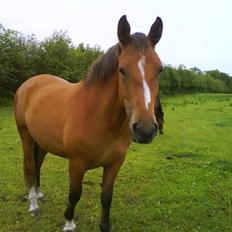 Anden særlig race Nikita af Hedelykke