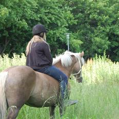 Haflinger Duchess *Prinsessen* 