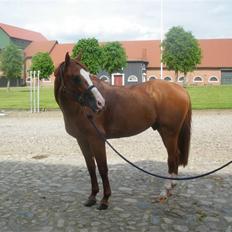 Dansk Varmblod Timberlake SOLGT ;(