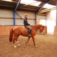 Dansk Varmblod Timberlake SOLGT ;(