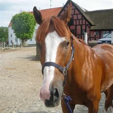 Dansk Varmblod Timberlake SOLGT ;(