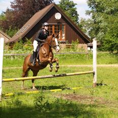 Connemara safi robin(solgt)