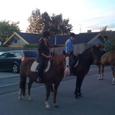 Connemara safi robin(solgt)