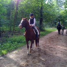 Connemara safi robin(solgt)