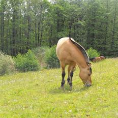 Anden særlig race Tulle