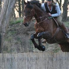 Holstener Pirol 124 **udlånt**