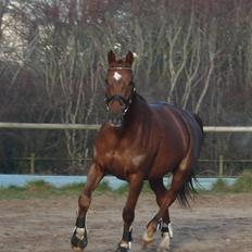 Dansk Varmblod Sam-L*solgt*