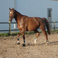 Dansk Varmblod Sam-L*solgt*