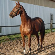 Dansk Varmblod Sam-L*solgt*