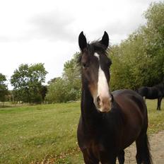 Anden særlig race Dreamer *LÅNE PONY*