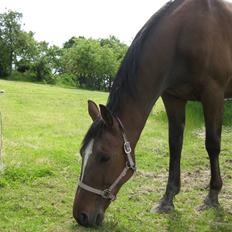 Traver Jes Rechnagel -Manse-