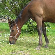 Traver Jes Rechnagel -Manse-