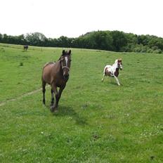 Traver Jes Rechnagel -Manse-