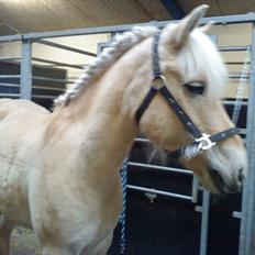 Anden særlig race Coka - GAMMEL PART