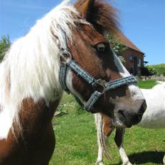 Anden særlig race Catbalou