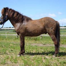 Islænder Svenni Fra Søtofte