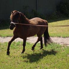 Islænder Svenni Fra Søtofte